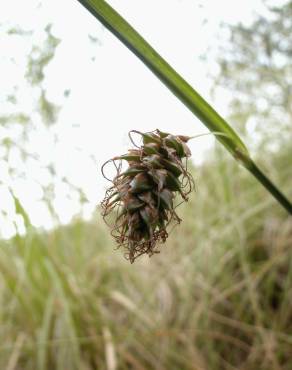 Fotografia 3 da espécie Carex distans no Jardim Botânico UTAD