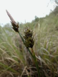 Fotografia da espécie Carex distans