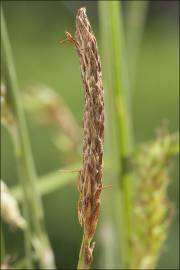 Fotografia da espécie Carex distans