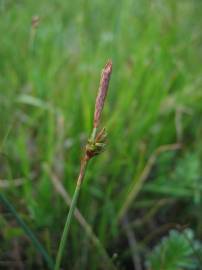 Fotografia da espécie Carex distans