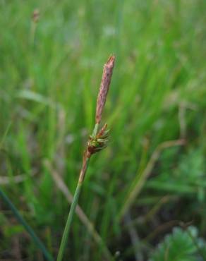 Fotografia 6 da espécie Carex distans no Jardim Botânico UTAD