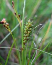 Fotografia da espécie Carex distans