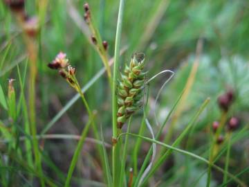 Fotografia da espécie Carex distans