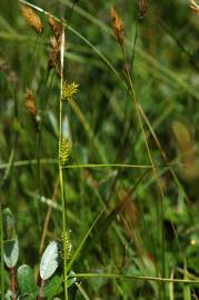 Fotografia da espécie Carex distans