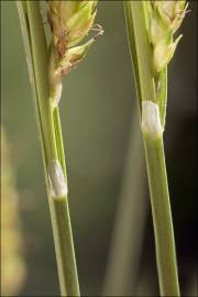 Fotografia da espécie Carex distans