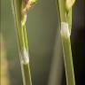 Fotografia 8 da espécie Carex distans do Jardim Botânico UTAD