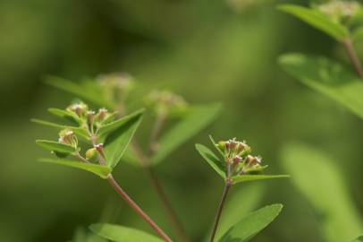 Fotografia da espécie Chamaesyce nutans