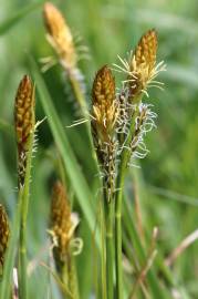 Fotografia da espécie Carex caryophyllea