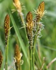 Fotografia da espécie Carex caryophyllea