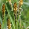 Fotografia 1 da espécie Carex caryophyllea do Jardim Botânico UTAD