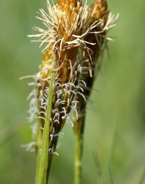 Fotografia 2 da espécie Carex caryophyllea no Jardim Botânico UTAD