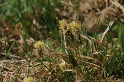 Fotografia da espécie Carex caryophyllea