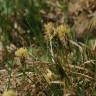 Fotografia 3 da espécie Carex caryophyllea do Jardim Botânico UTAD