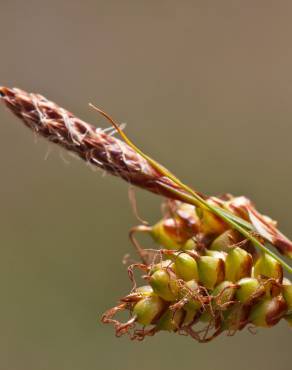 Fotografia 4 da espécie Carex caryophyllea no Jardim Botânico UTAD
