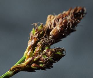 Fotografia da espécie Carex caryophyllea