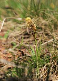 Fotografia da espécie Carex caryophyllea