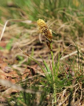 Fotografia 6 da espécie Carex caryophyllea no Jardim Botânico UTAD