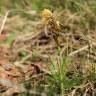 Fotografia 6 da espécie Carex caryophyllea do Jardim Botânico UTAD