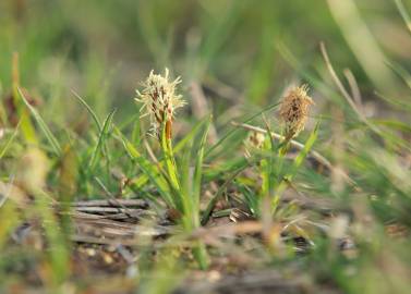 Fotografia da espécie Carex caryophyllea
