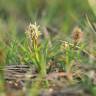 Fotografia 7 da espécie Carex caryophyllea do Jardim Botânico UTAD