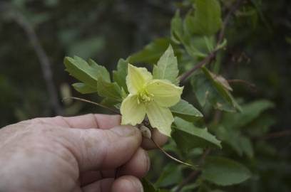 Fotografia da espécie Clematis cirrhosa