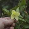 Fotografia 5 da espécie Clematis cirrhosa do Jardim Botânico UTAD