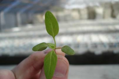 Fotografia da espécie Chenopodium polyspermum