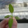 Fotografia 5 da espécie Chenopodium polyspermum do Jardim Botânico UTAD