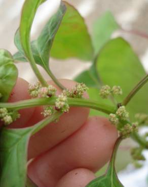 Fotografia 6 da espécie Chenopodium polyspermum no Jardim Botânico UTAD