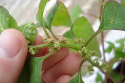 Fotografia da espécie Chenopodium polyspermum