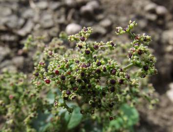 Fotografia da espécie Chenopodium polyspermum