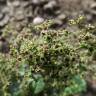 Fotografia 7 da espécie Chenopodium polyspermum do Jardim Botânico UTAD