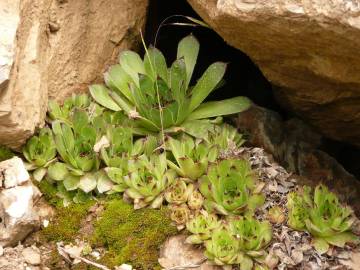 Fotografia da espécie Sempervivum tectorum