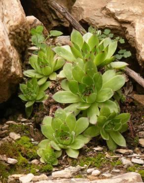 Fotografia 3 da espécie Sempervivum tectorum no Jardim Botânico UTAD