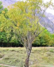 Fotografia da espécie Salix triandra