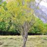 Fotografia 1 da espécie Salix triandra do Jardim Botânico UTAD