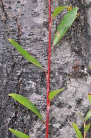 Fotografia da espécie Salix triandra