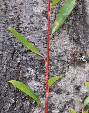 Fotografia 2 da espécie Salix triandra no Jardim Botânico UTAD