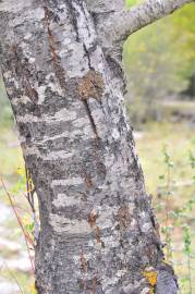 Fotografia da espécie Salix triandra