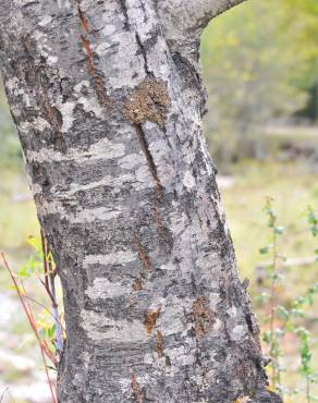 Fotografia 3 da espécie Salix triandra no Jardim Botânico UTAD