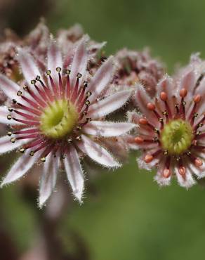 Fotografia 6 da espécie Sempervivum tectorum no Jardim Botânico UTAD