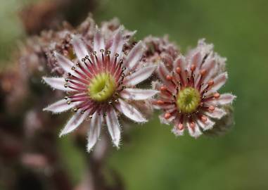 Fotografia da espécie Sempervivum tectorum