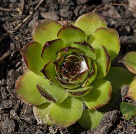 Fotografia da espécie Sempervivum tectorum