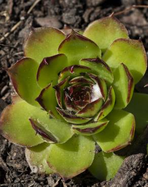 Fotografia 8 da espécie Sempervivum tectorum no Jardim Botânico UTAD