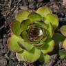 Fotografia 8 da espécie Sempervivum tectorum do Jardim Botânico UTAD