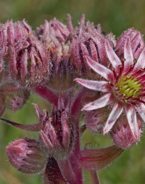 Fotografia 9 da espécie Sempervivum tectorum no Jardim Botânico UTAD