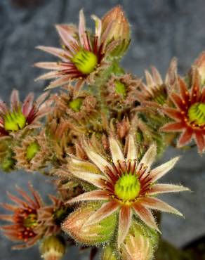 Fotografia 10 da espécie Sempervivum tectorum no Jardim Botânico UTAD