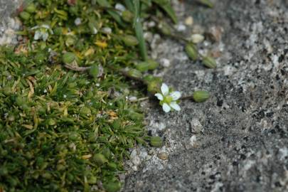 Fotografia da espécie Sagina subulata