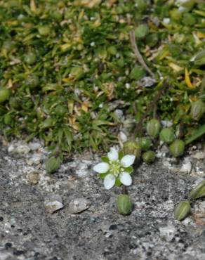 Fotografia 5 da espécie Sagina subulata no Jardim Botânico UTAD