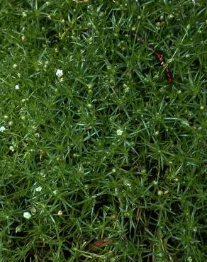 Fotografia 6 da espécie Sagina subulata no Jardim Botânico UTAD